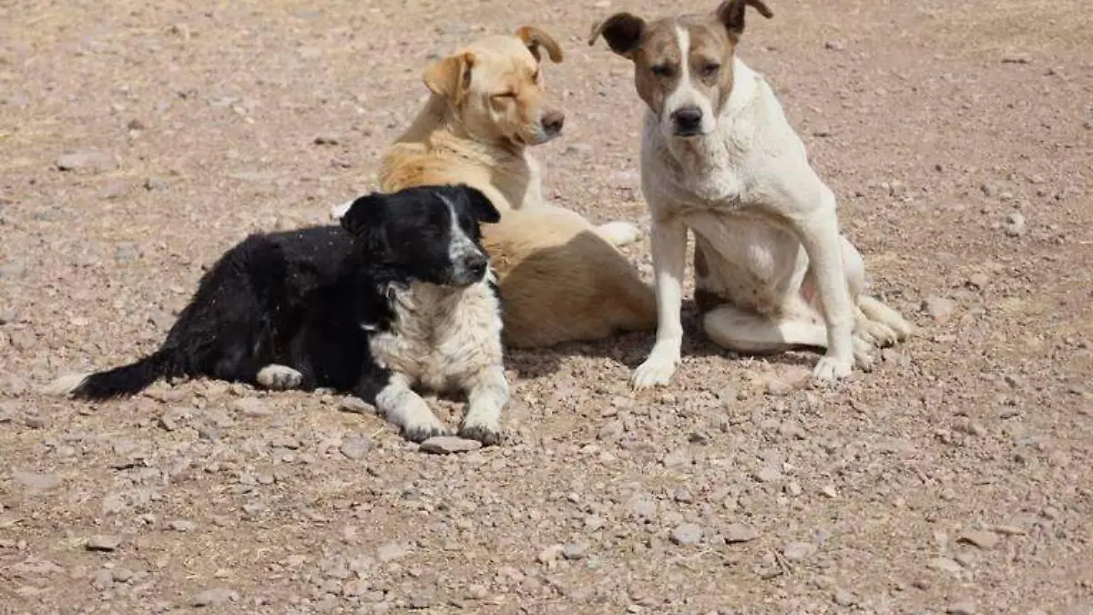 perros callejeros